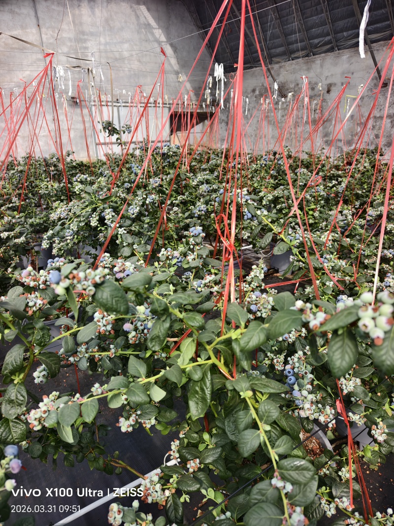 蓝莓商品果大量上市欢迎各位老板前来采购