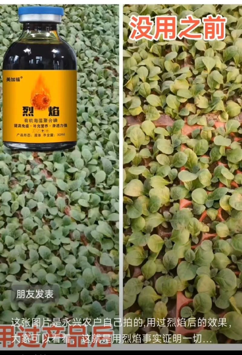 烈焰海藻碘