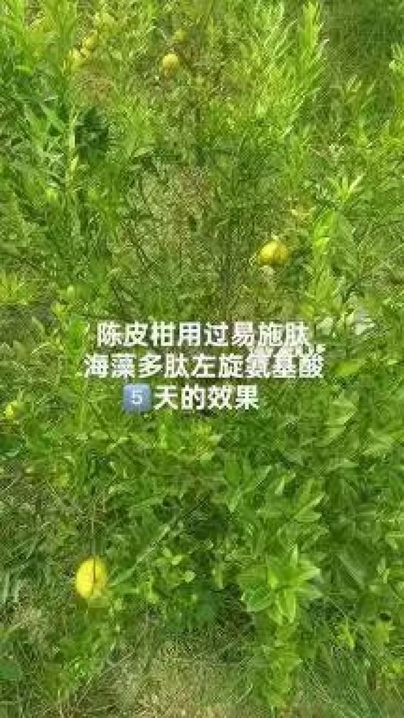 易施肽含氨基酸水溶肥酶解18种氨基酸小分子肽促进开花抗病