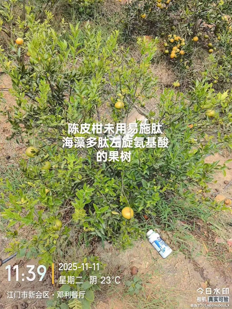 易施肽含氨基酸水溶肥酶解18种氨基酸小分子肽促进开花抗病