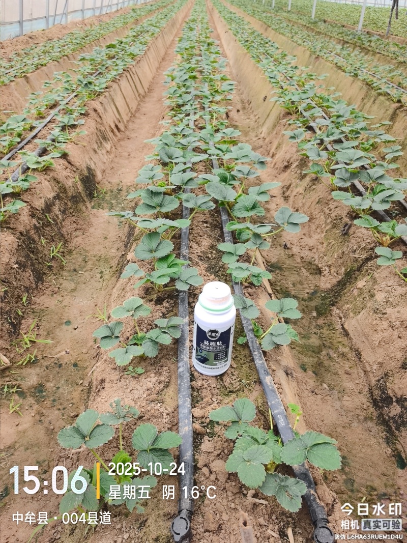 易施肽含氨基酸水溶肥酶解18种氨基酸小分子肽促进开花抗病