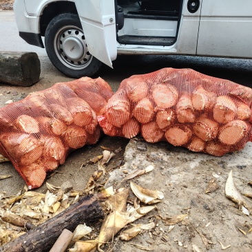 春笋大量供应湖南高海拔春另