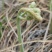 野生新鲜蕨菜