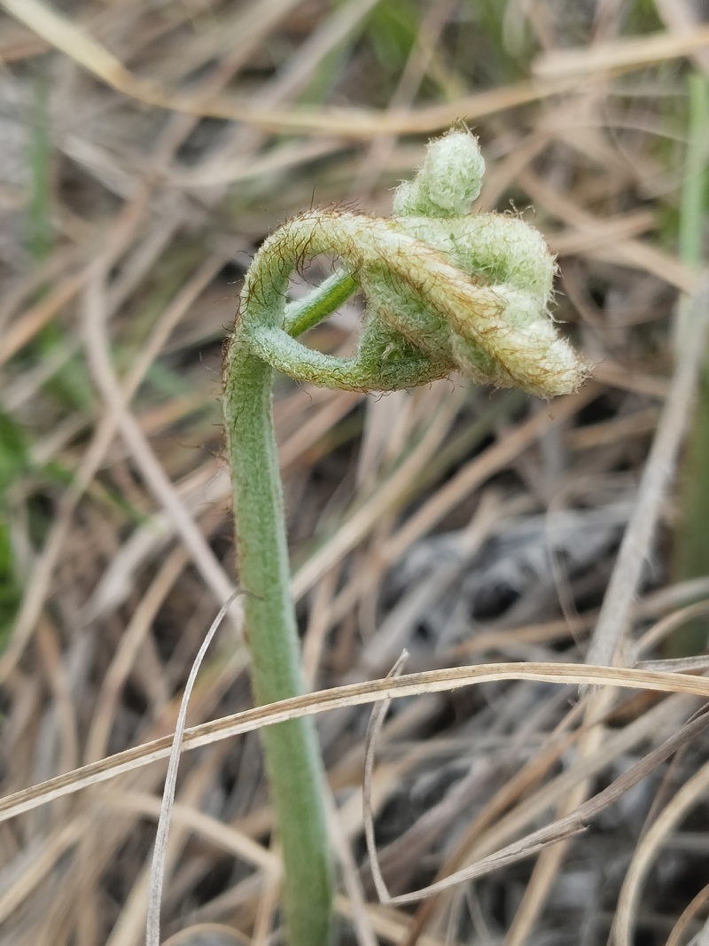 野生新鲜蕨菜