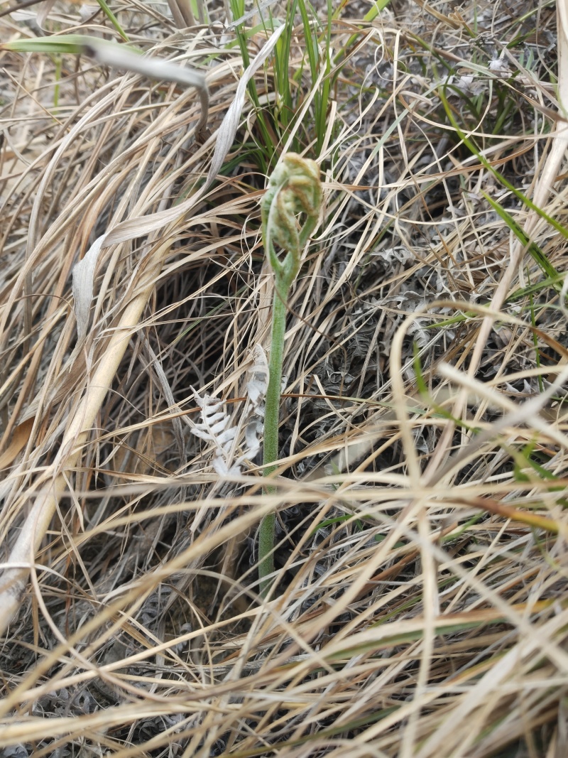 野生新鲜蕨菜
