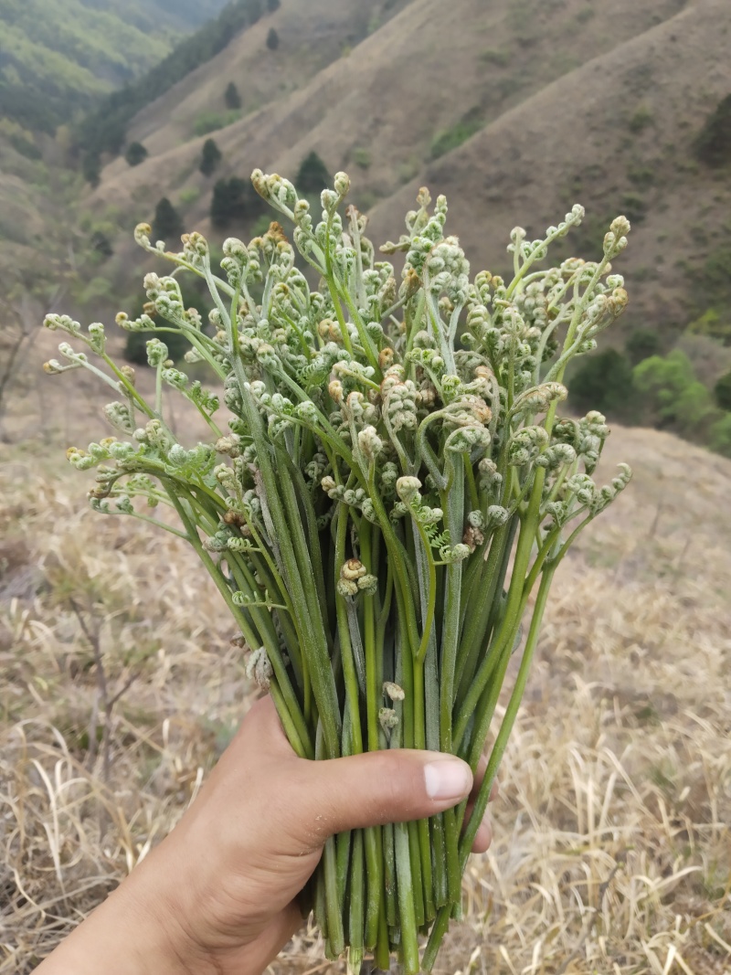 野生新鲜蕨菜