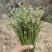 野生新鲜蕨菜