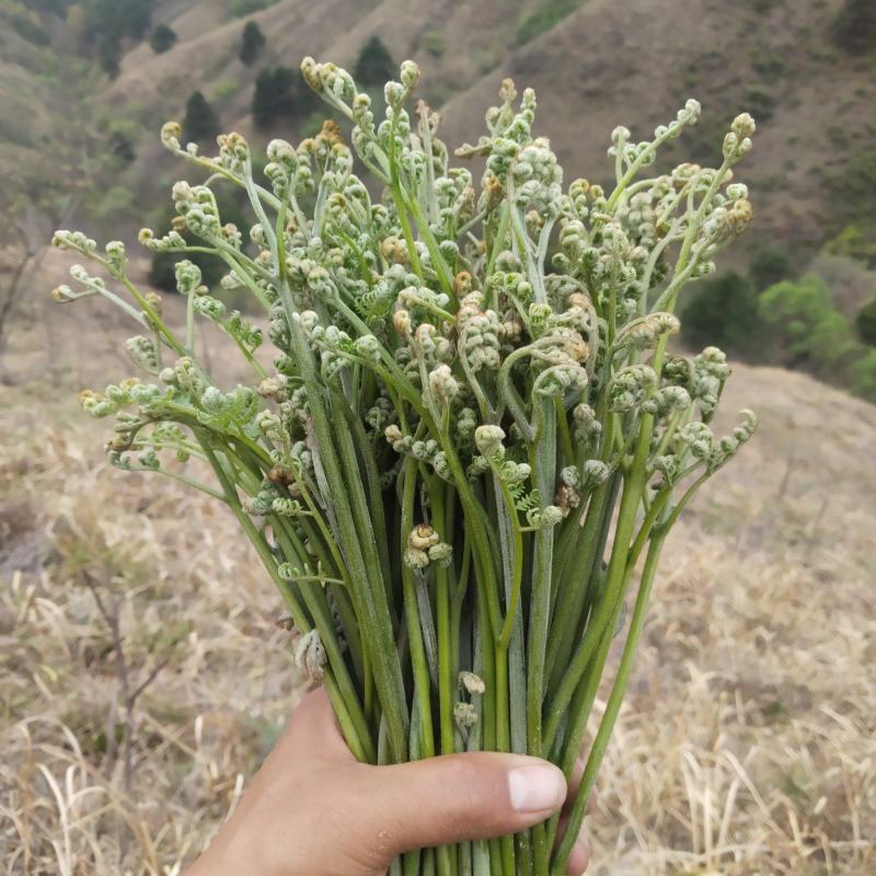 野生新鲜蕨菜