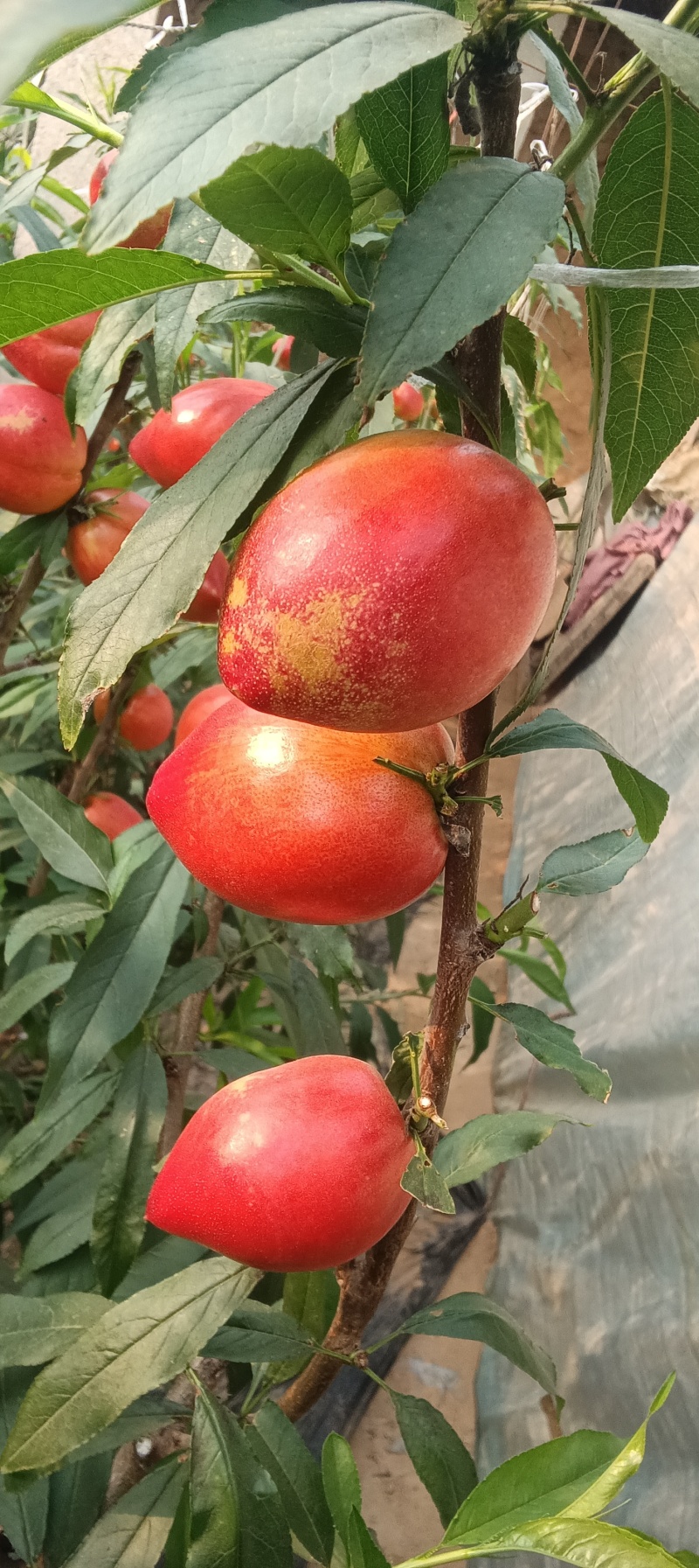 大棚油桃