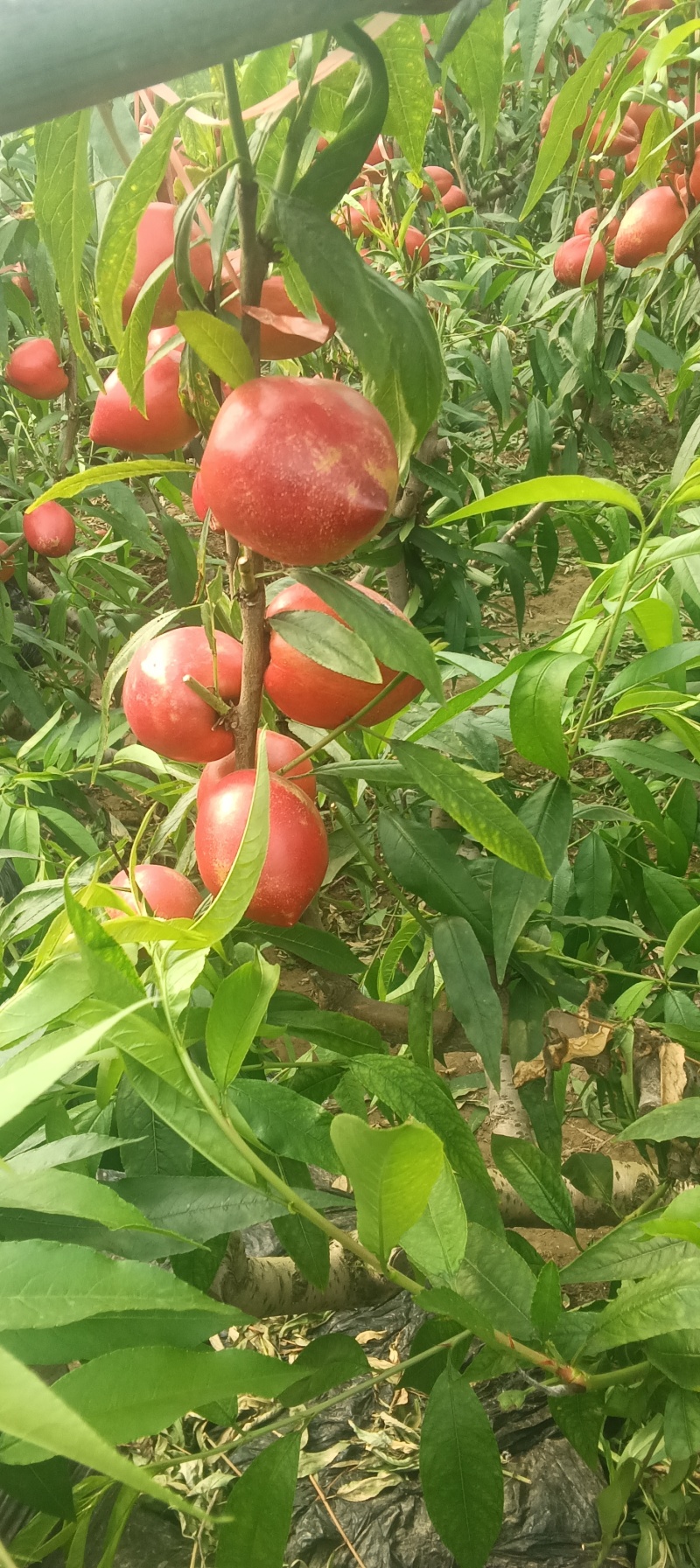 大棚油桃