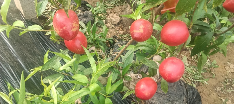 大棚油桃