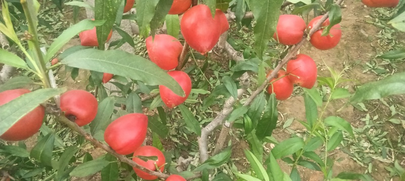 大棚油桃