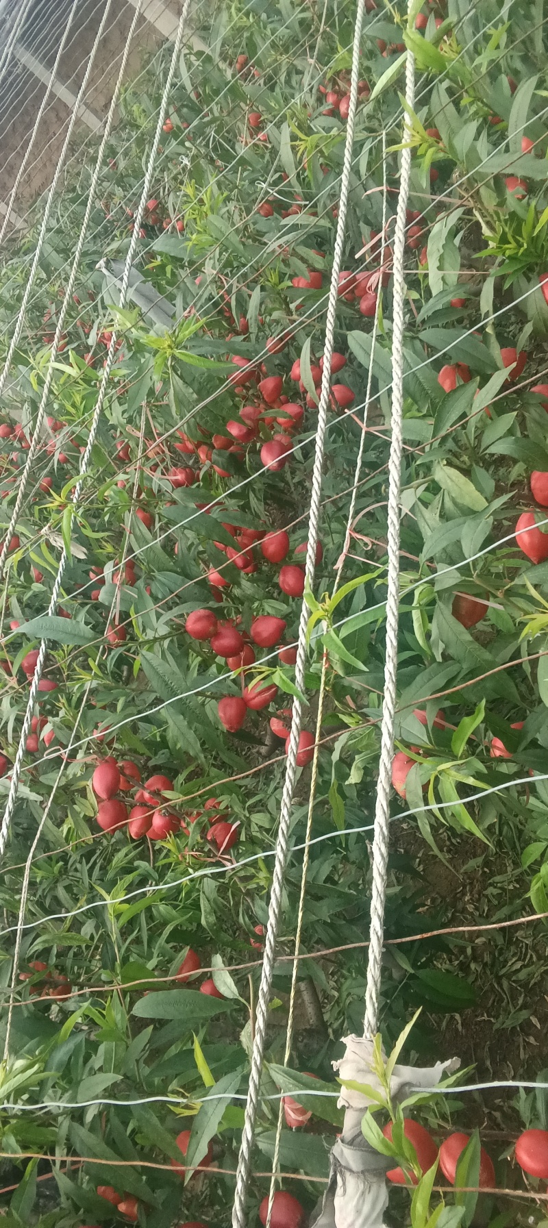 大棚油桃