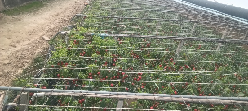 大棚油桃