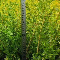 黄杨播种小苗工程用苗露地苗杯苗各种品种其全欢迎大家来采购