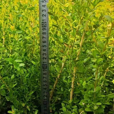 黄杨播种小苗工程用苗露地苗杯苗各种品种其全欢迎大家来采购