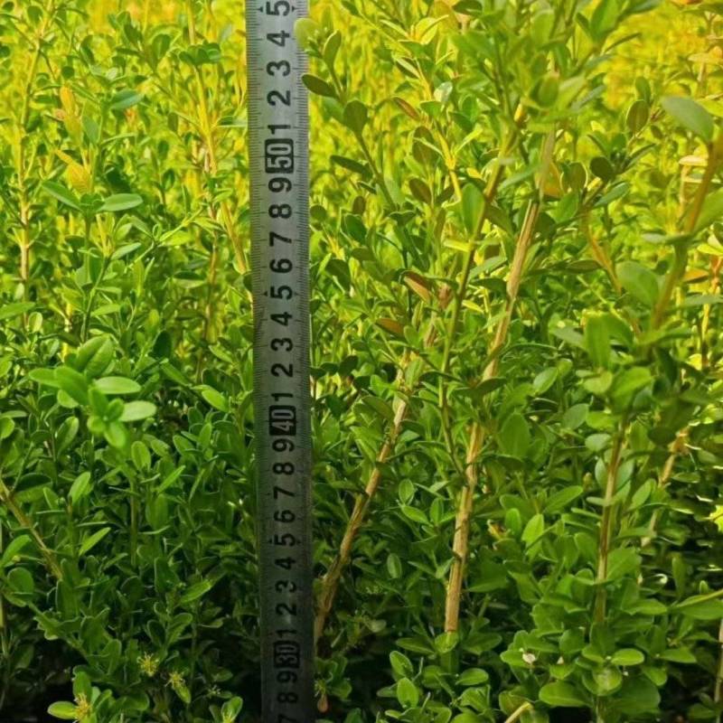 黄杨播种小苗工程用苗露地苗杯苗各种品种其全欢迎大家来采购
