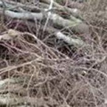 【精选】枣树苗，冬枣苗，冬枣树苗基地死苗补发免费技术指导