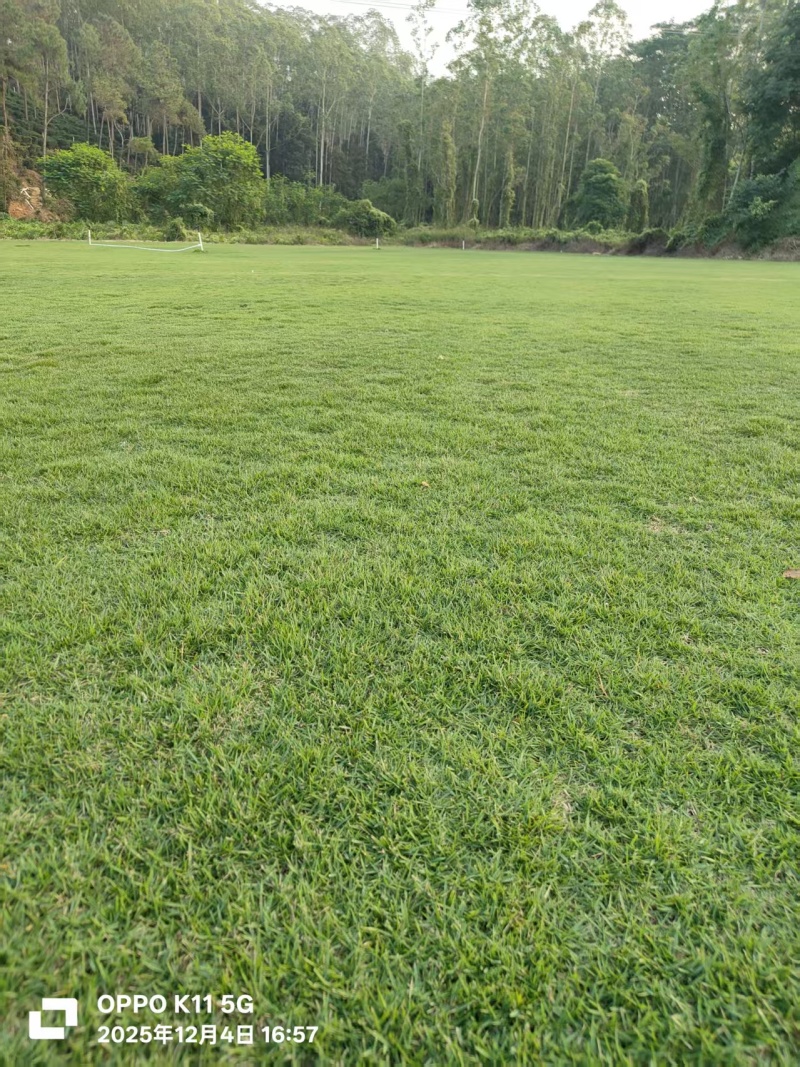 精品马泥拉草卷草块