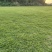 精品马泥拉草卷草块
