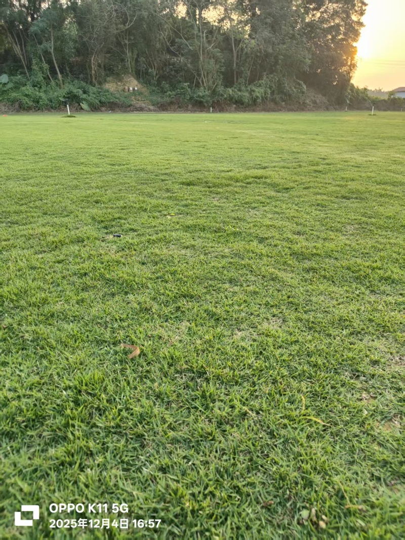 精品马泥拉草卷草块