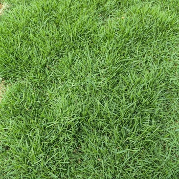 精品马泥拉草卷草块