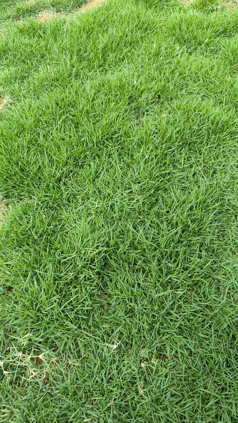 精品马泥拉草卷草块