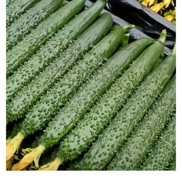 1.南阳黄瓜现摘现发，脆嫩多汁好品质2.精品