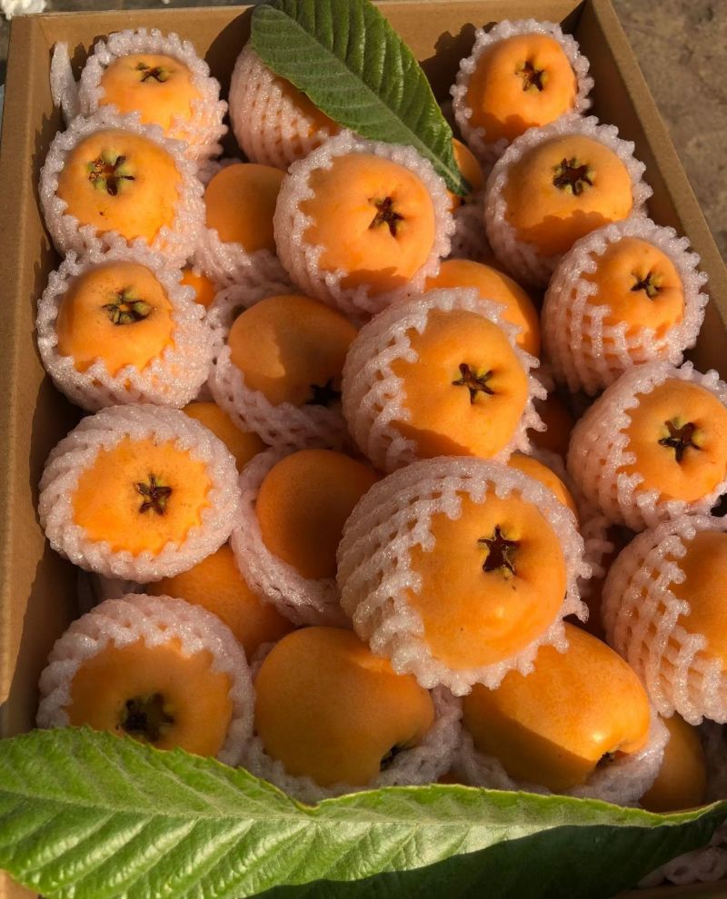 批杷