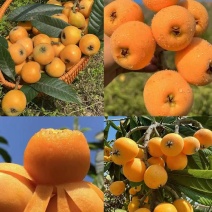 批杷