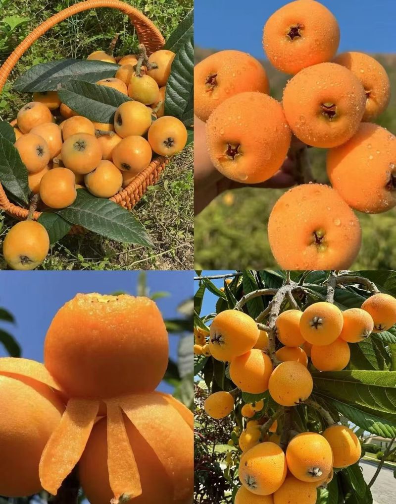 批杷