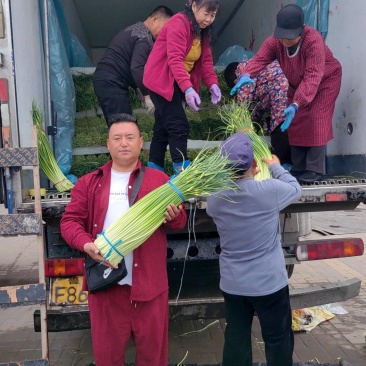 精选白帽蒜薹,干苔大量上市,一手货源,质量保证,欢迎采购
