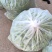 无农残甜豌豆大量开始上市啦丶