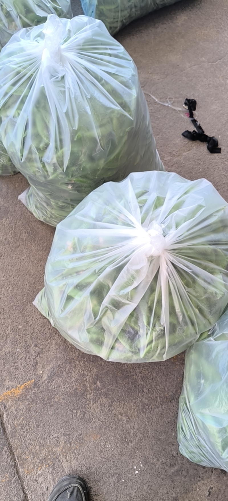 无农残甜豌豆大量开始上市啦丶