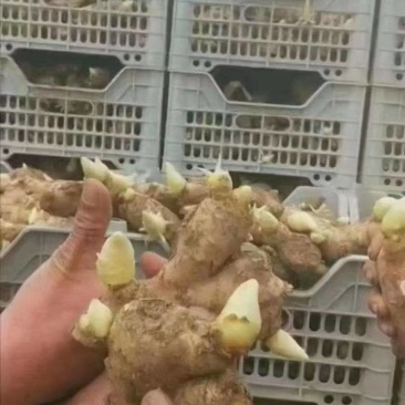 姜种批发江苏姜种培育基地高产姜种价格产量高抗病能力强