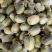 金冠甜瓜