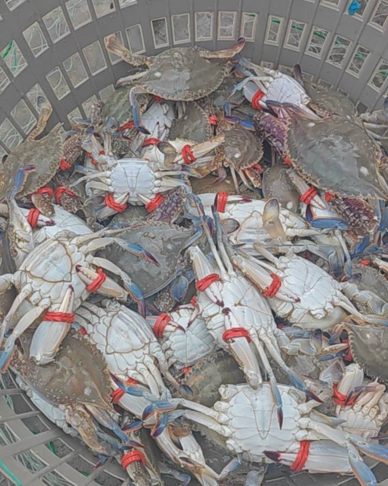 连云港本地梭子蟹