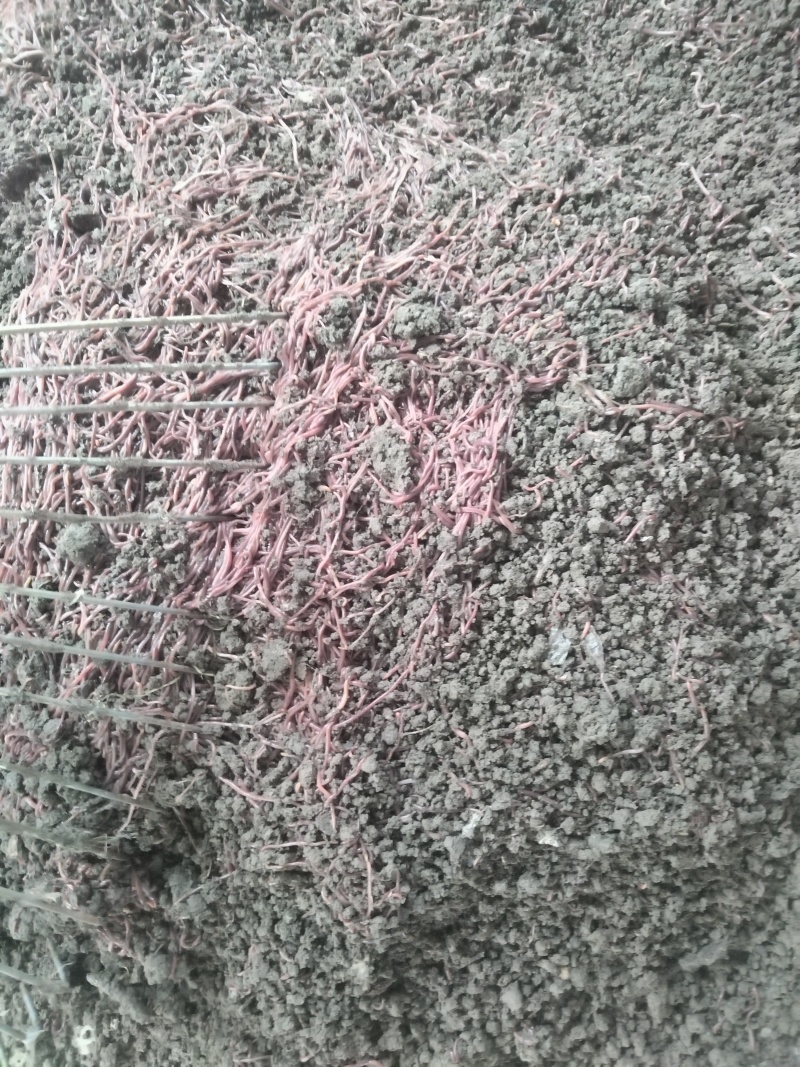 蚯蚓，活蚯蚓，紫电蚯蚓，紫蚯蚓，广地龙一号，大量批发