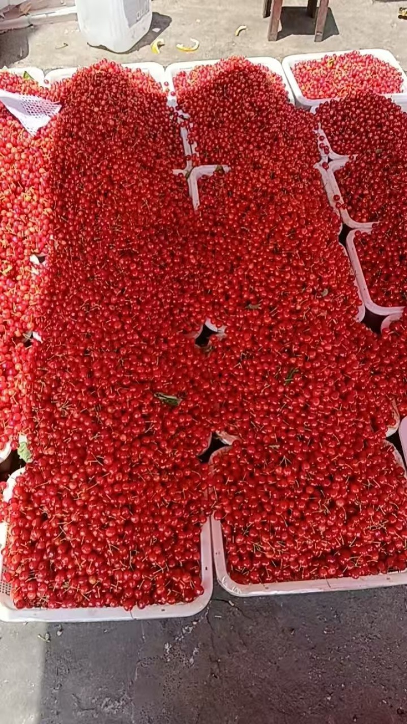 大量上市玛瑙红樱桃，大果10-15mm（代办）