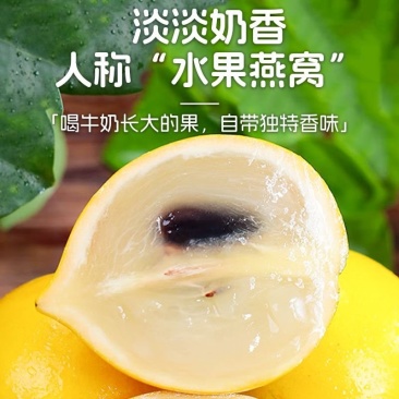 黄晶果