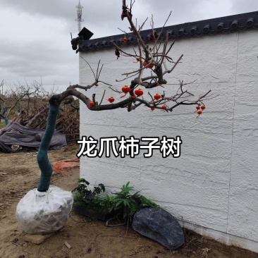 龙爪柿子树