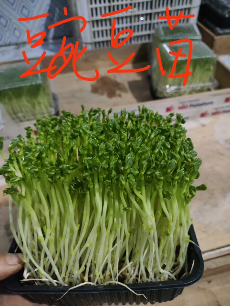 豌豆苗，芽苗菜，优选定制