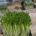 豌豆苗，芽苗菜，优选定制