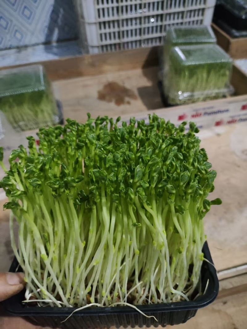 豌豆苗，芽苗菜，优选定制