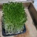 豌豆苗，芽苗菜，优选定制