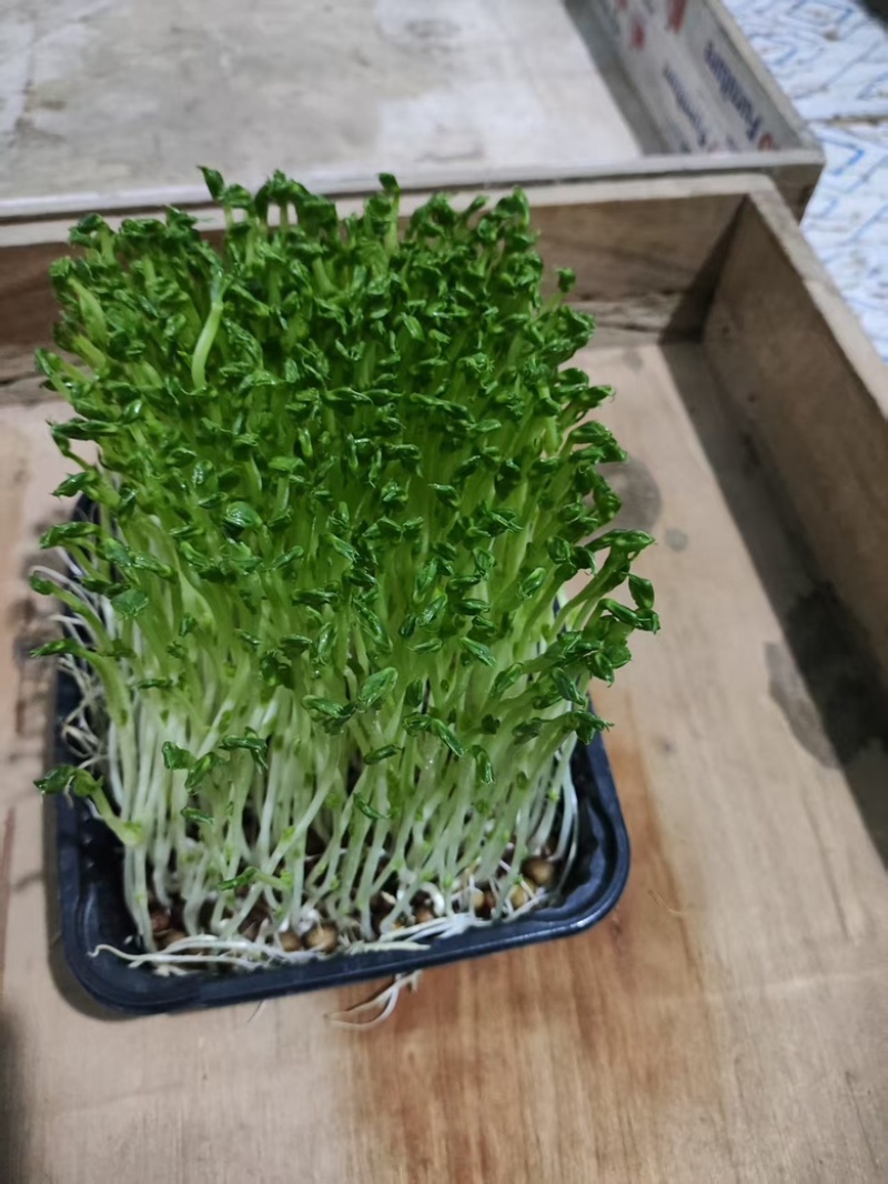 豌豆苗，芽苗菜，优选定制