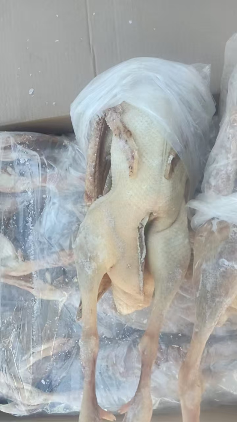 鹅头鹅翅鹅掌全鹅老鹅两光鹅三光鹅长期有货
