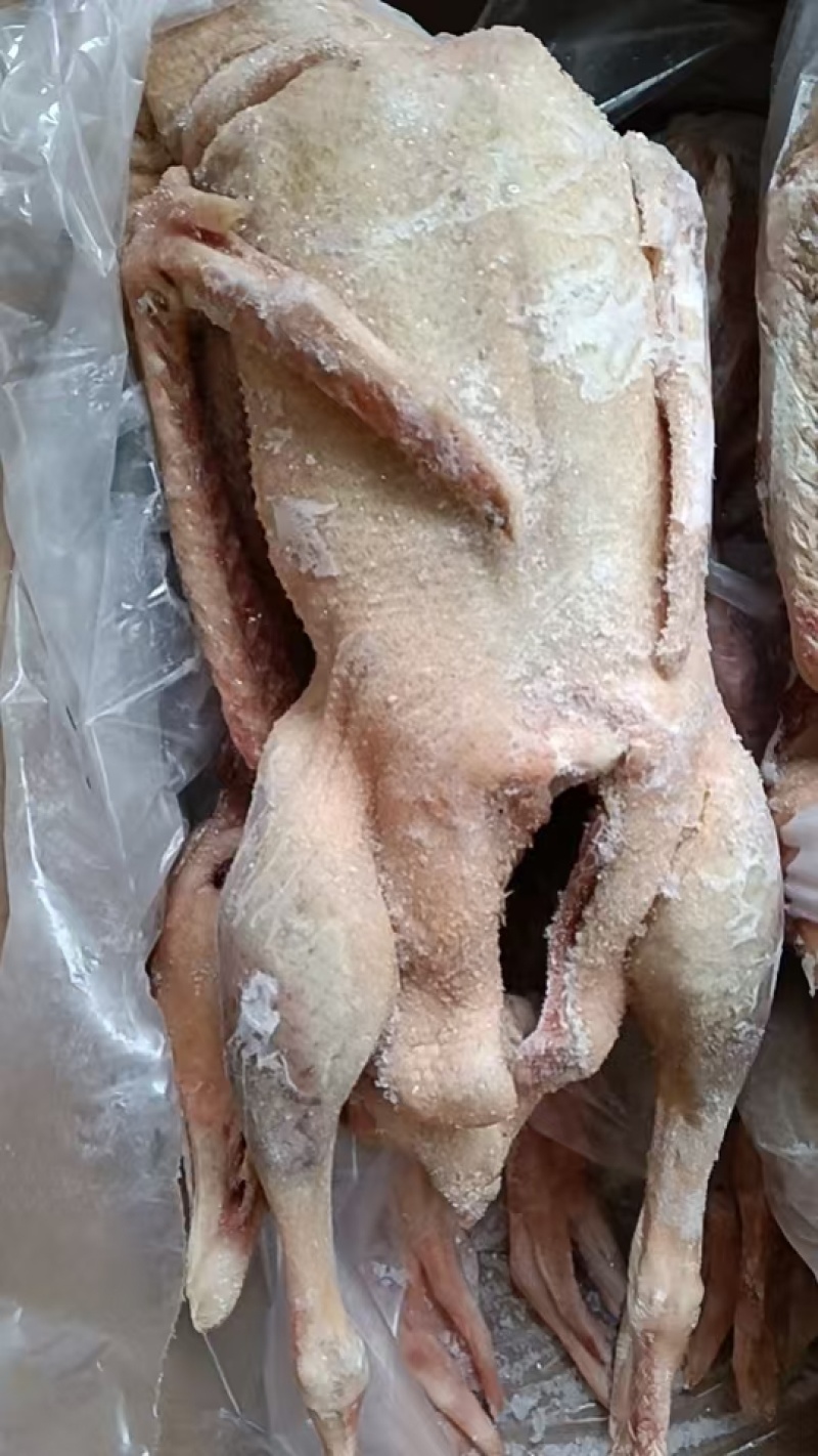 鹅头鹅翅鹅掌全鹅老鹅两光鹅三光鹅长期有货