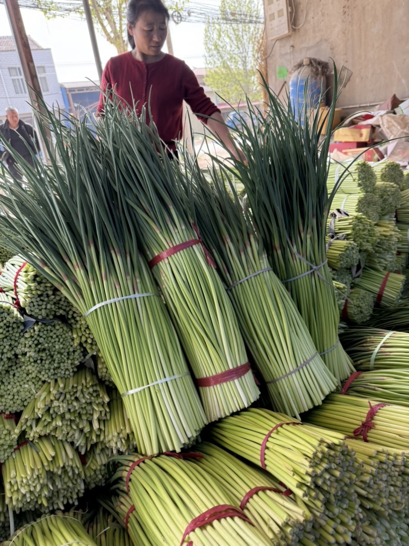 周口市，淮阳县红帽蒜苔大量上市，货源充足，有需要联系