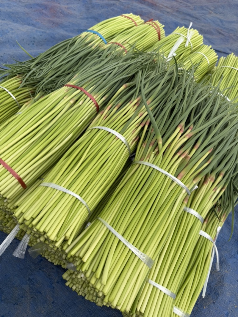 周口市，淮阳县红帽蒜苔大量上市，货源充足，有需要联系